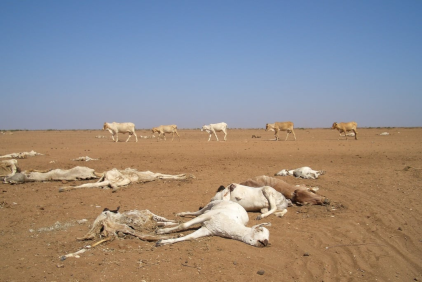 Dead Cattle